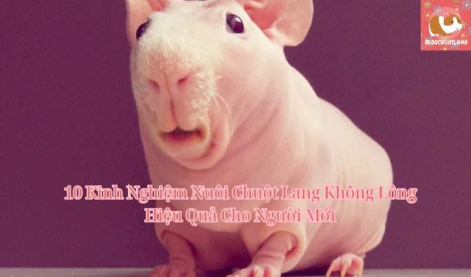 10 Kinh Nghiệm Nuôi Chuột Lang Không Lông Hiệu Quả Cho Người Mới