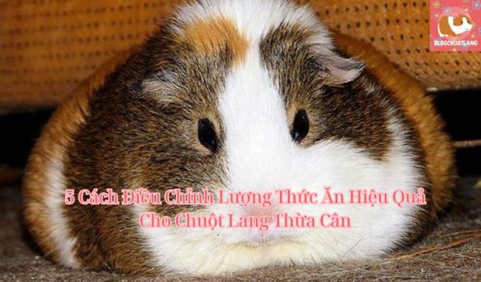 5 Cách Điều Chỉnh Lượng Thức Ăn Hiệu Quả Cho Chuột Lang Thừa Cân