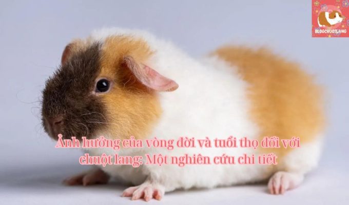 Ảnh hưởng của vòng đời và tuổi thọ đối với chuột lang: Một nghiên cứu chi tiết