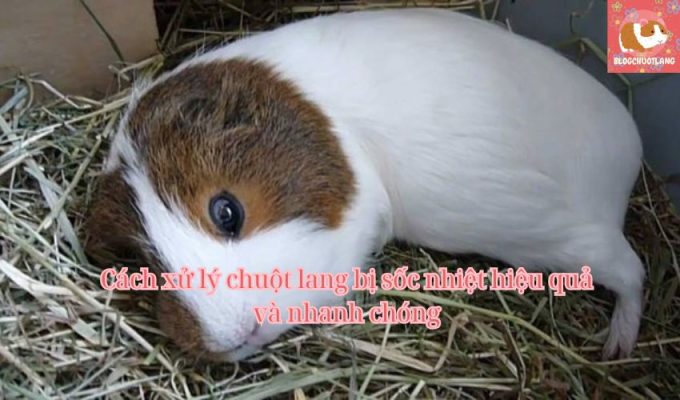 Cách xử lý chuột lang bị sốc nhiệt hiệu quả và nhanh chóng