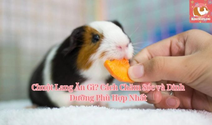 Chuột Lang Ăn Gì? Cách Chăm Sóc và Dinh Dưỡng Phù Hợp Nhất