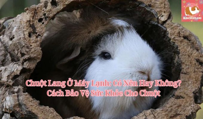 Chuột Lang Ở Máy Lạnh: Có Nên Hay Không? Cách Bảo Vệ Sức Khỏe Cho Chuột