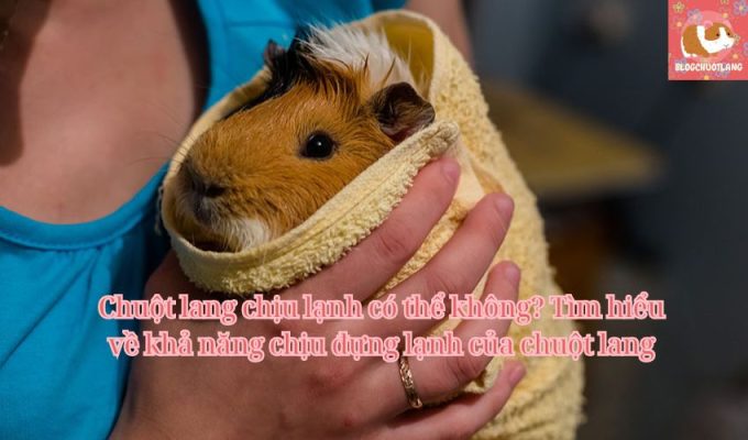 Chuột lang chịu lạnh có thể không? Tìm hiểu về khả năng chịu đựng lạnh của chuột lang