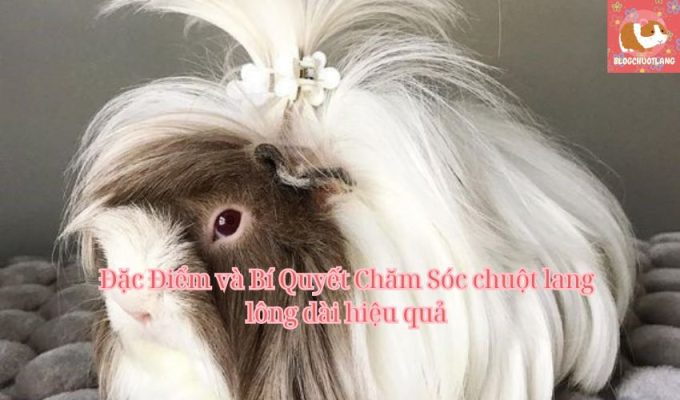 Đặc Điểm và Bí Quyết Chăm Sóc chuột lang lông dài hiệu quả