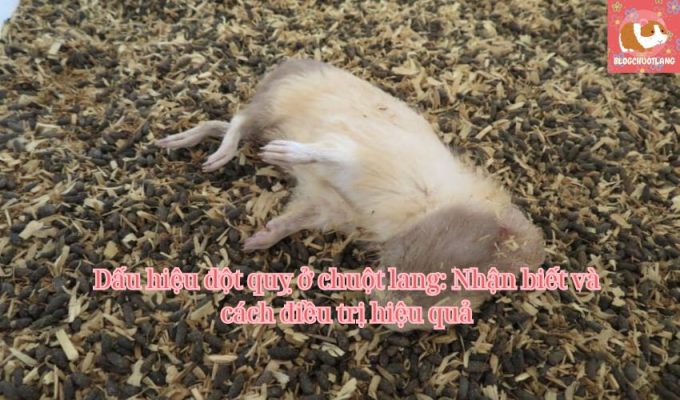 Dấu hiệu đột quỵ ở chuột lang: Nhận biết và cách điều trị hiệu quả