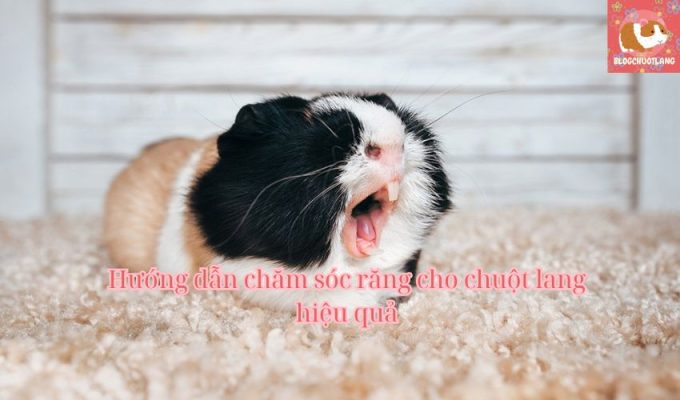 Hướng dẫn chăm sóc răng cho chuột lang hiệu quả