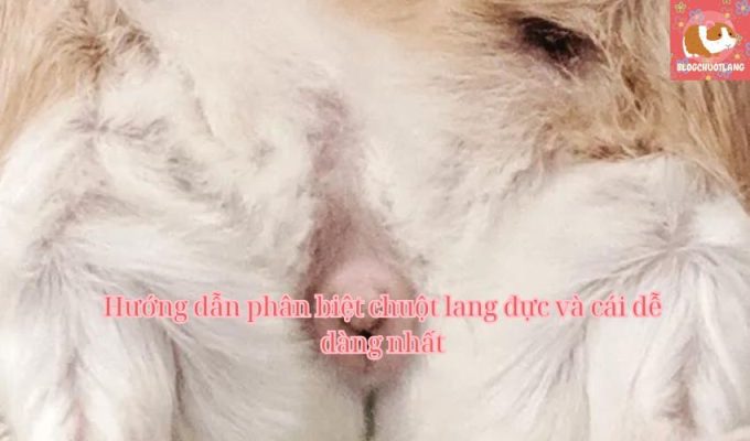 Hướng dẫn phân biệt chuột lang đực và cái dễ dàng nhất