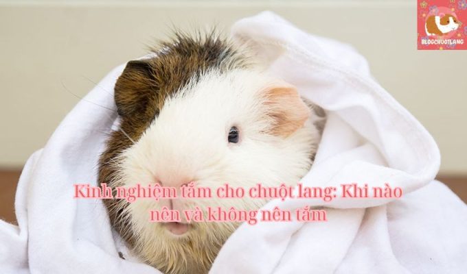 Kinh nghiệm tắm cho chuột lang: Khi nào nên và không nên tắm