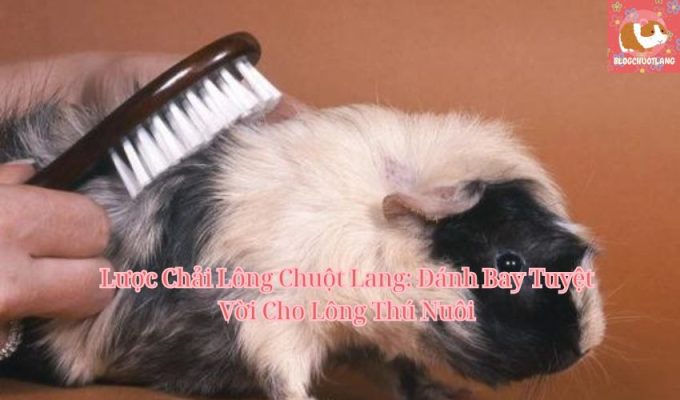 Lược Chải Lông Chuột Lang: Đánh Bay Tuyệt Vời Cho Lông Thú Nuôi