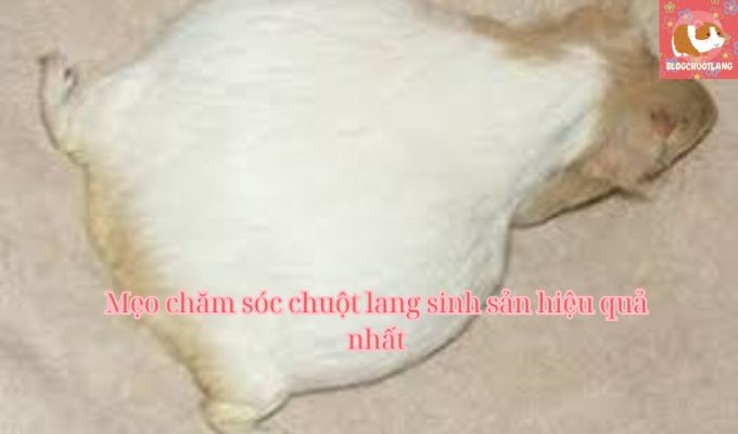 Mẹo chăm sóc chuột lang sinh sản hiệu quả nhất