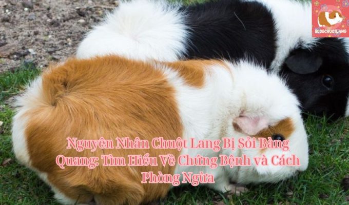 Nguyên Nhân Chuột Lang Bị Sỏi Bàng Quang: Tìm Hiểu Về Chứng Bệnh và Cách Phòng Ngừa