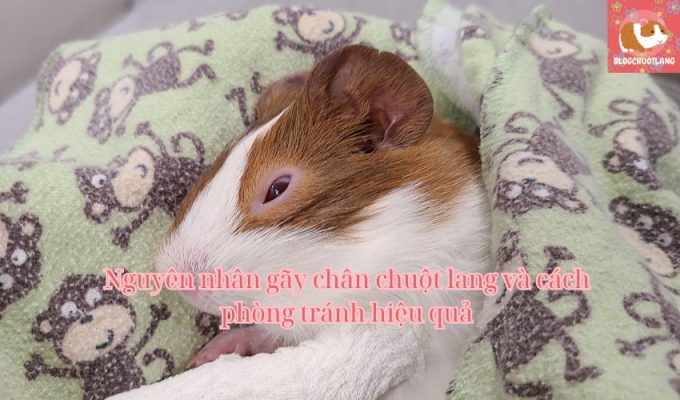 Nguyên nhân gãy chân chuột lang và cách phòng tránh hiệu quả