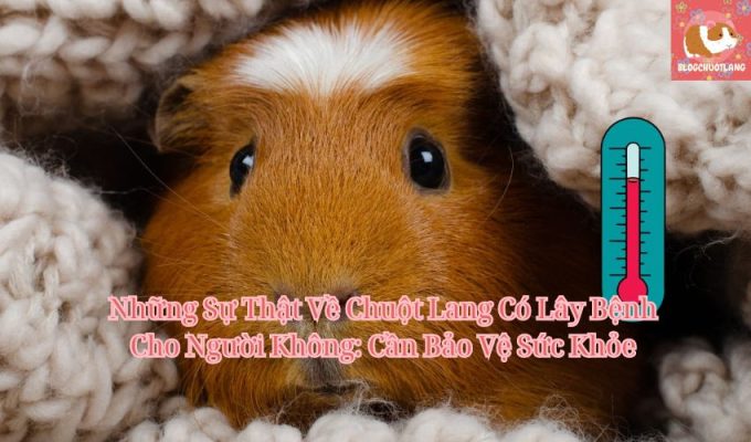 Những Sự Thật Về Chuột Lang Có Lây Bệnh Cho Người Không: Cần Bảo Vệ Sức Khỏe